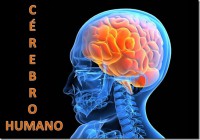 /album/galeria-de-fotos-pagina-inicial/cerebro-humano-jpg/